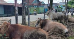 sapi