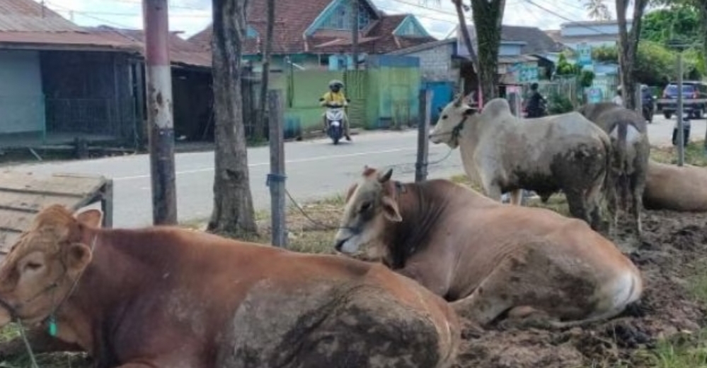 sapi