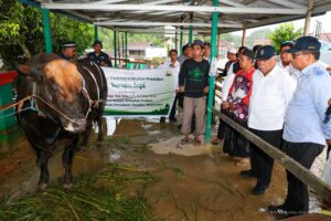 Sapi Kurban