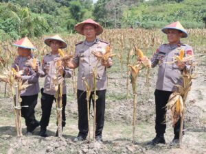panen jagung brimob kaltim