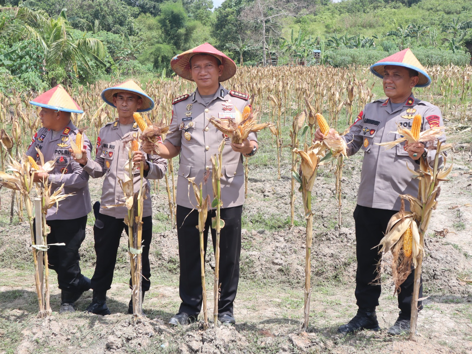 panen jagung brimob kaltim