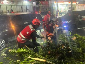 pohon tumbang Balikpapan
