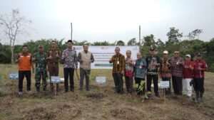 PLN tanam 1000 pohon aren