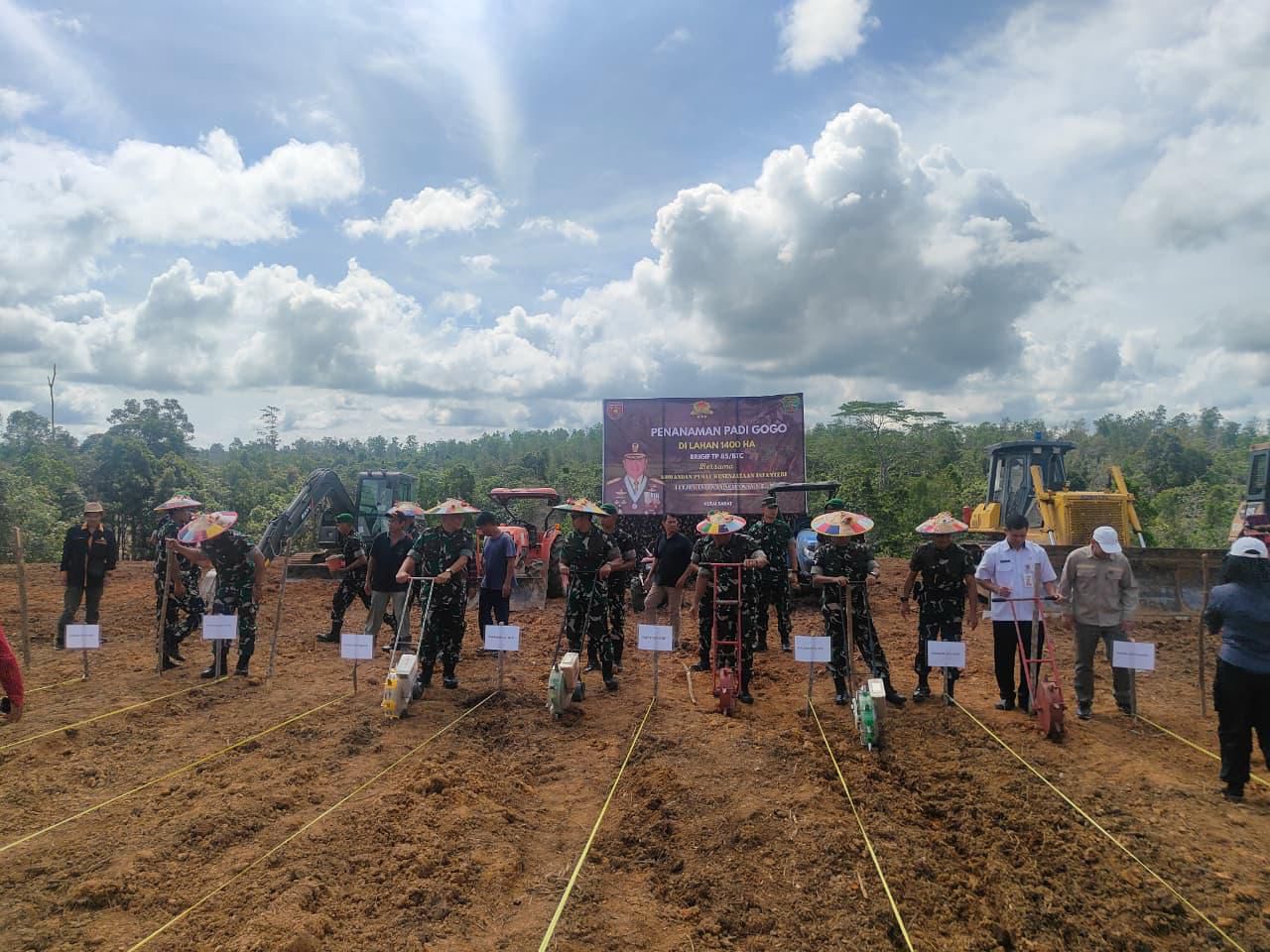 padi gogo Kutai Barat