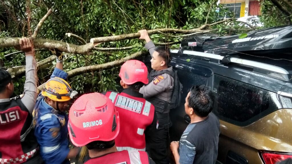 pohon tumbang Balikpapan