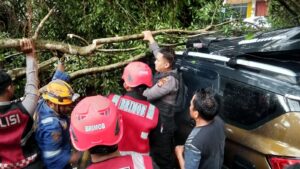 pohon tumbang Balikpapan