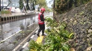 pohon tumbang Balikpapan