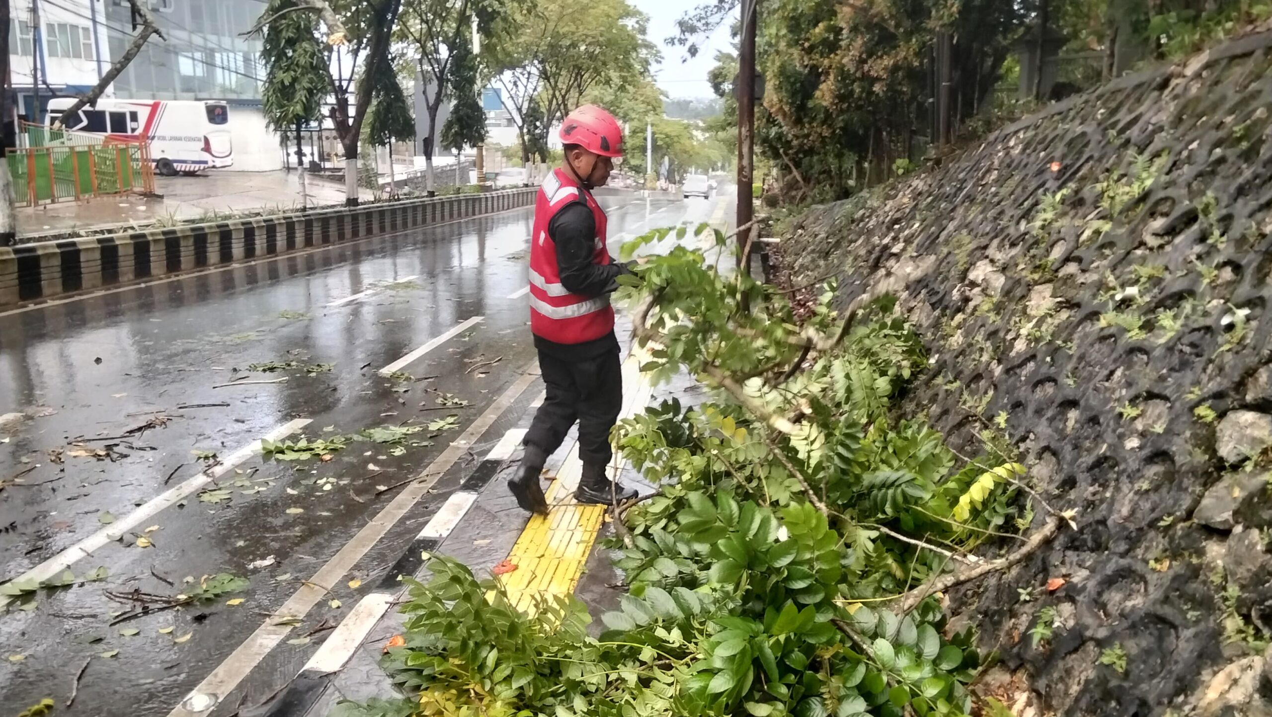pohon tumbang Balikpapan