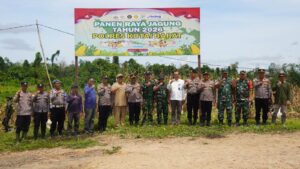 Panen raya jagung