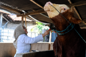 sapi jumbo Lamongan