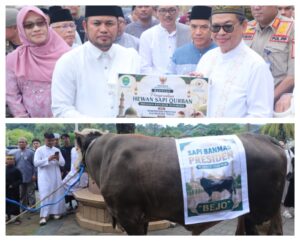 Sapi kurban