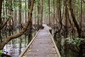 Mangrove