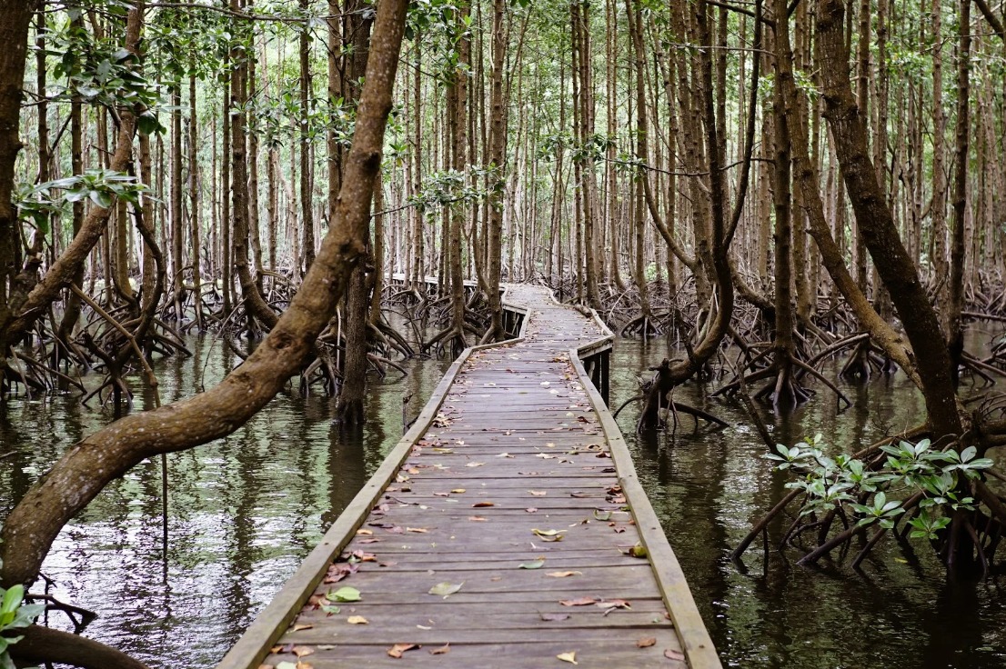 Mangrove