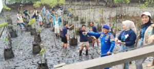 Mangrove