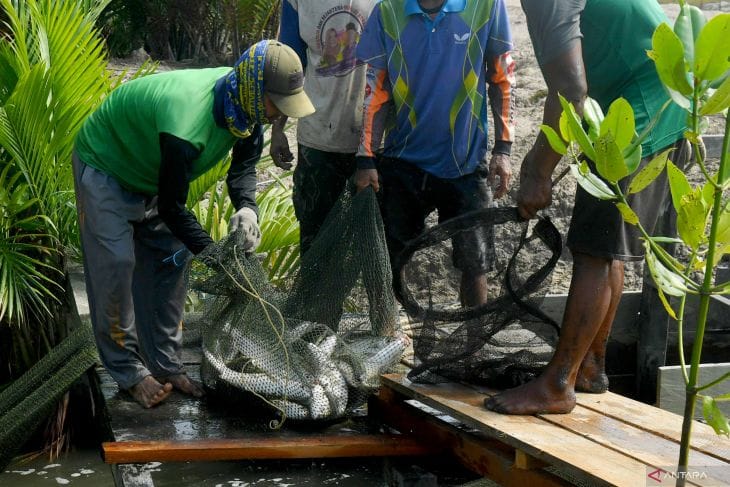 Perikanan Berau