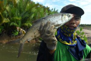 Berau