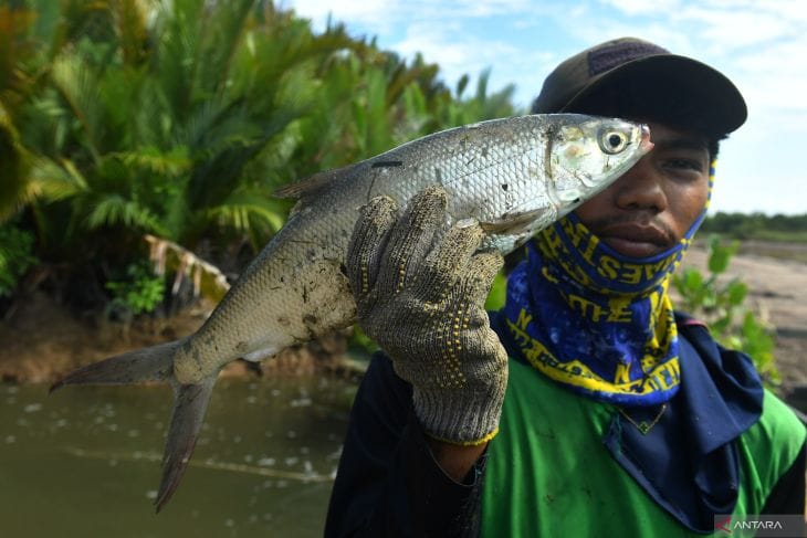 Berau